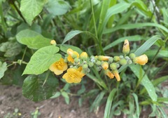 Wissadula densiflora