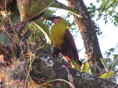 Psarocolius bifasciatus