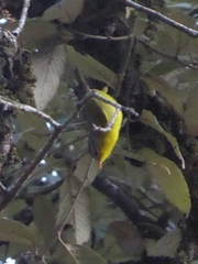 Phylloscopus xanthoschistos