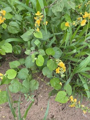 Wissadula densiflora