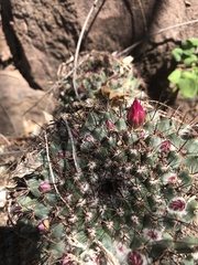 Mammillaria sonorensis