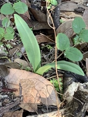 Platanthera transversa