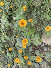 Kallstroemia tribuloides