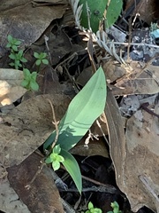 Platanthera transversa