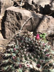 Mammillaria sonorensis