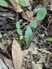 Platanthera transversa