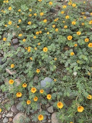 Kallstroemia tribuloides