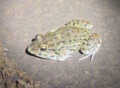Leptodactylus bufonius
