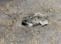 Physalaemus biligonigerus