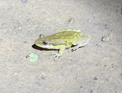 Scinax nasicus