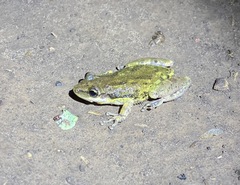 Scinax nasicus