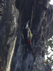 Dendrocopos himalayensis