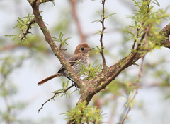 Knipolegus striaticeps
