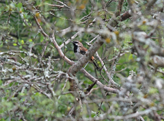 Myrmorchilus strigilatus