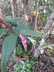 Bauhinia jenningsii