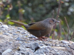 Trochalopteron lineatum