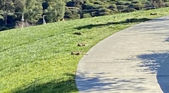 Otospermophilus beecheyi