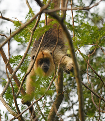 Alouatta caraya