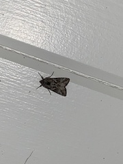 Autographa californica