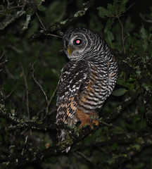 Strix chacoensis