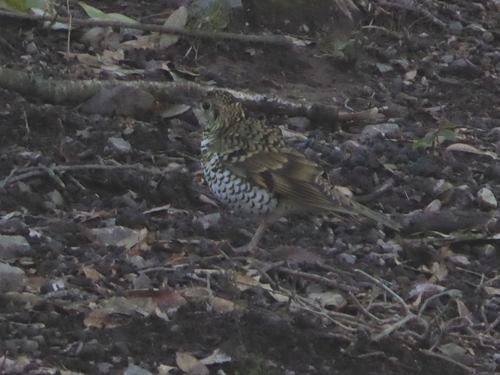Scaly Thrush (Zoothera dauma), photo 7