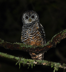 Strix chacoensis