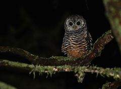 Strix chacoensis