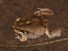 Physalaemus biligonigerus