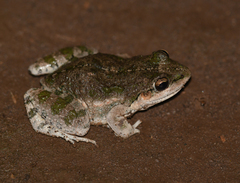 Leptodactylus latinasus