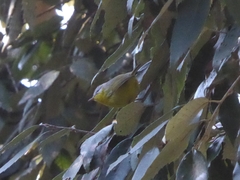 Phylloscopus xanthoschistos