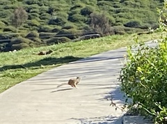 Otospermophilus beecheyi