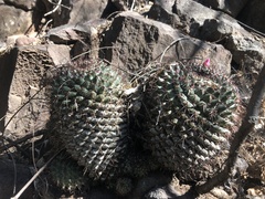 Mammillaria sonorensis