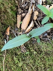 Platanthera transversa