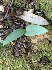 Platanthera transversa