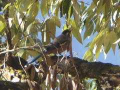 Garrulus lanceolatus