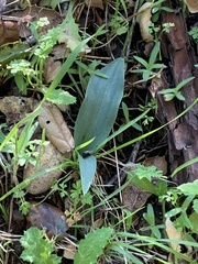 Platanthera transversa