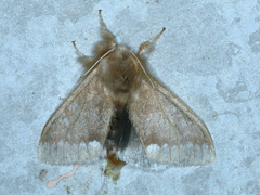Urocoma baliolalis