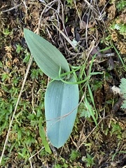 Platanthera transversa