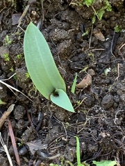 Platanthera transversa