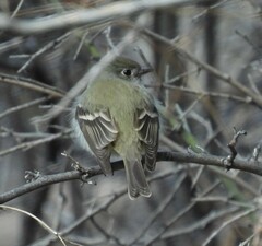 Empidonax hammondii