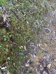 Platanthera transversa