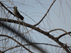 Cynanthus latirostris