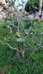 Opuntia karwinskiana