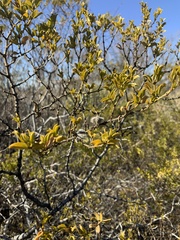 Larrea tridentata