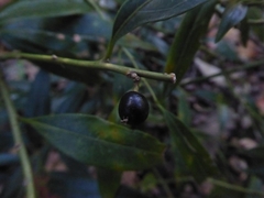 Sarcococca
