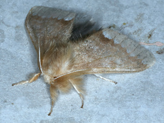 Urocoma baliolalis