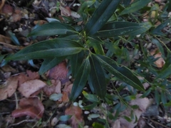 Sarcococca