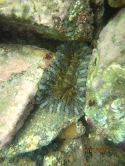 Actinostella flosculifera