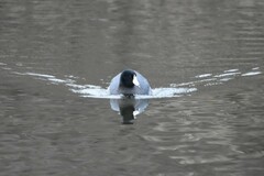 Fulica americana