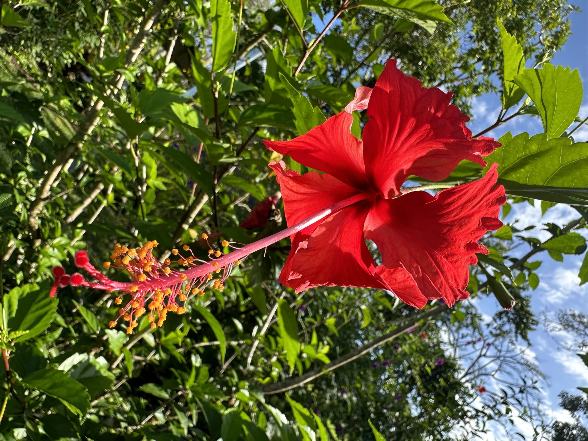 Hibiscus rosa-sinensis L.